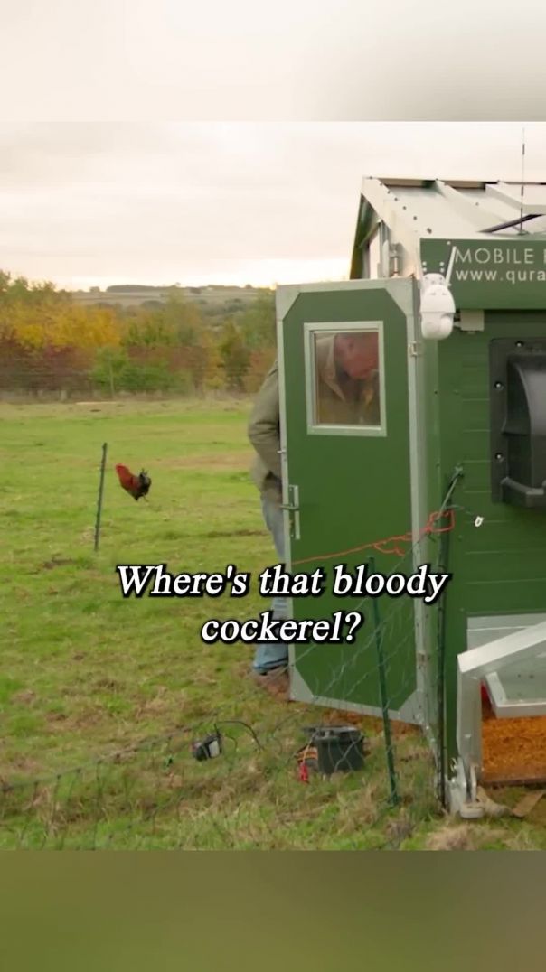 Clarkson s farm_Combinations of chickens and cows#shorts #series #show #tvshow #clarkson